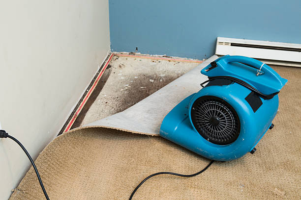 Best Water damage contractors near me  in Punta Gorda, FL
